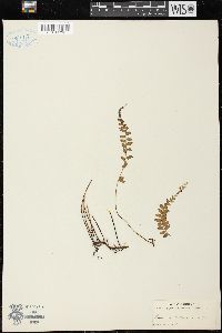 Lindsaea cultrata image