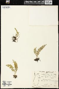 Lindsaea cultrata image