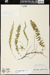 Lindsaea repens image