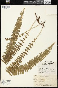 Lindsaea repens image