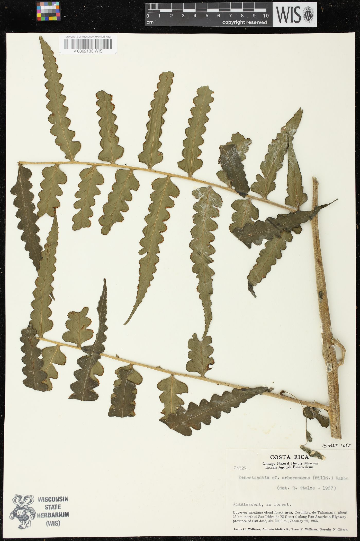 Dennstaedtia arborescens image