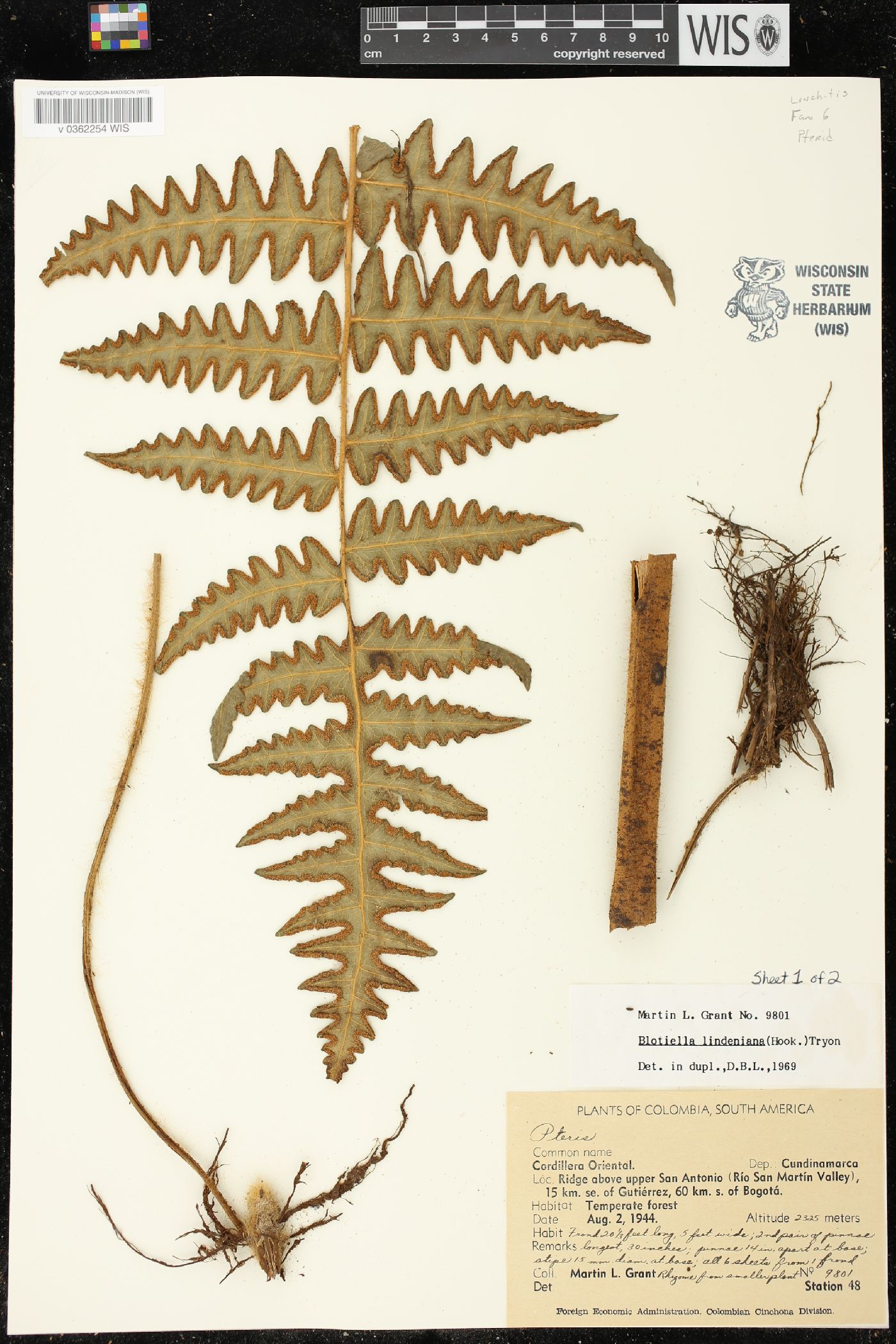 Blotiella lindeniana image