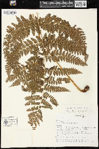 Dennstaedtia distenta image