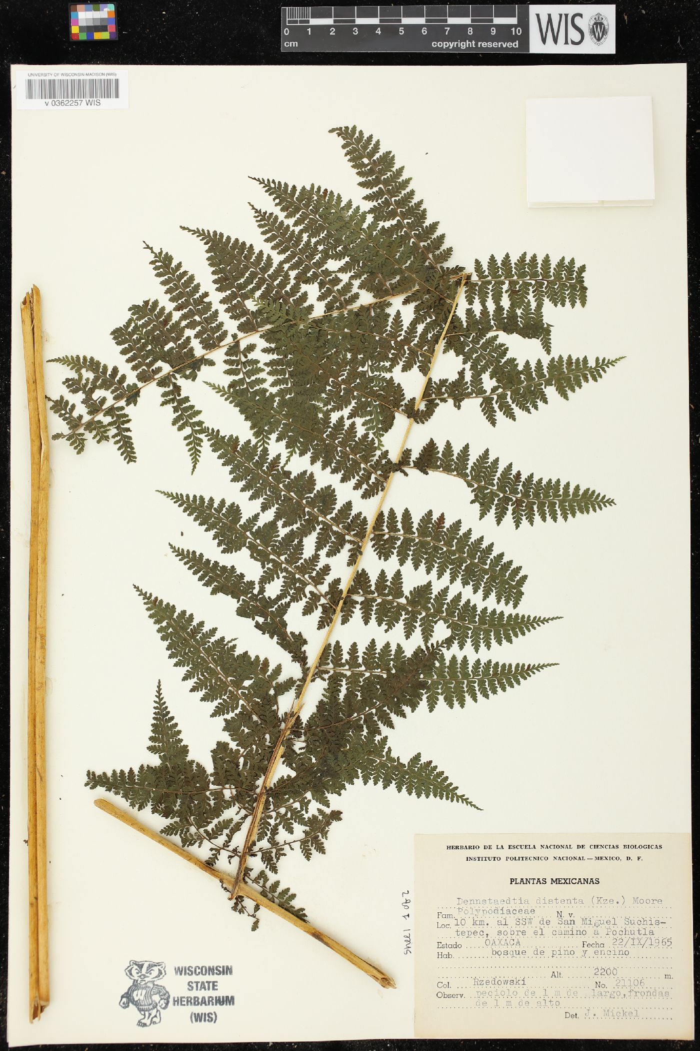 Dennstaedtia distenta image