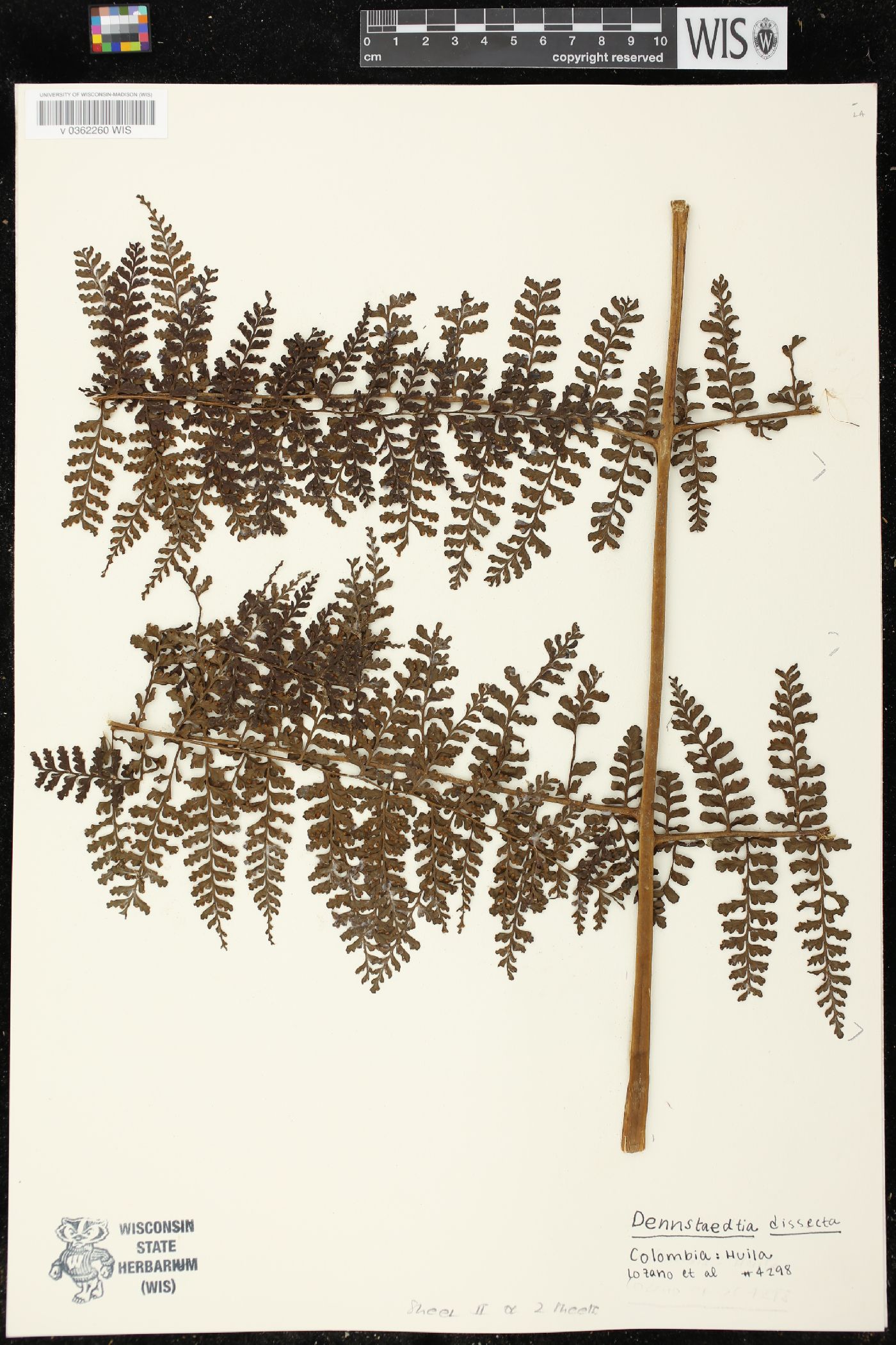 Dennstaedtia dissecta image