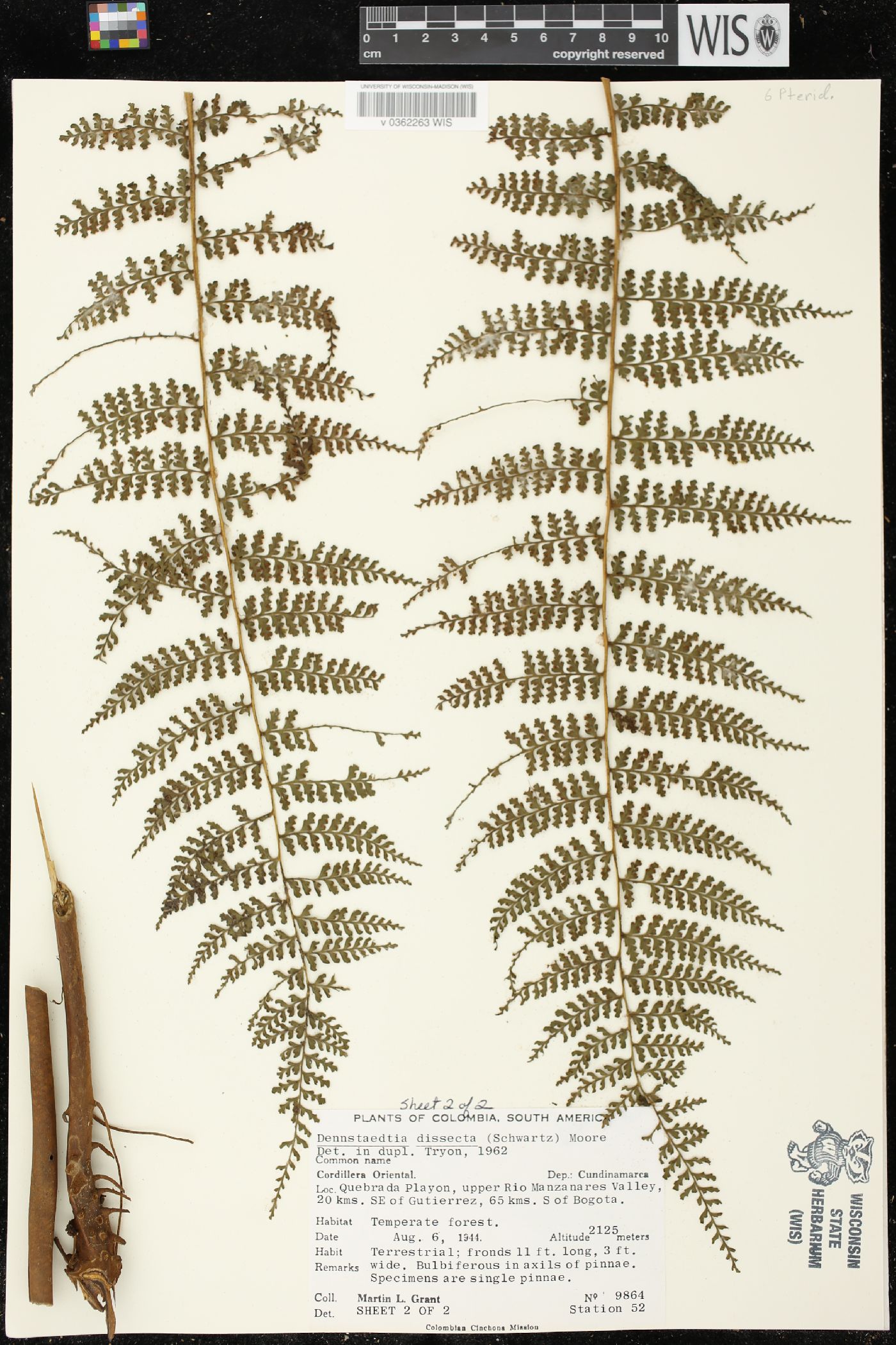 Dennstaedtia dissecta image