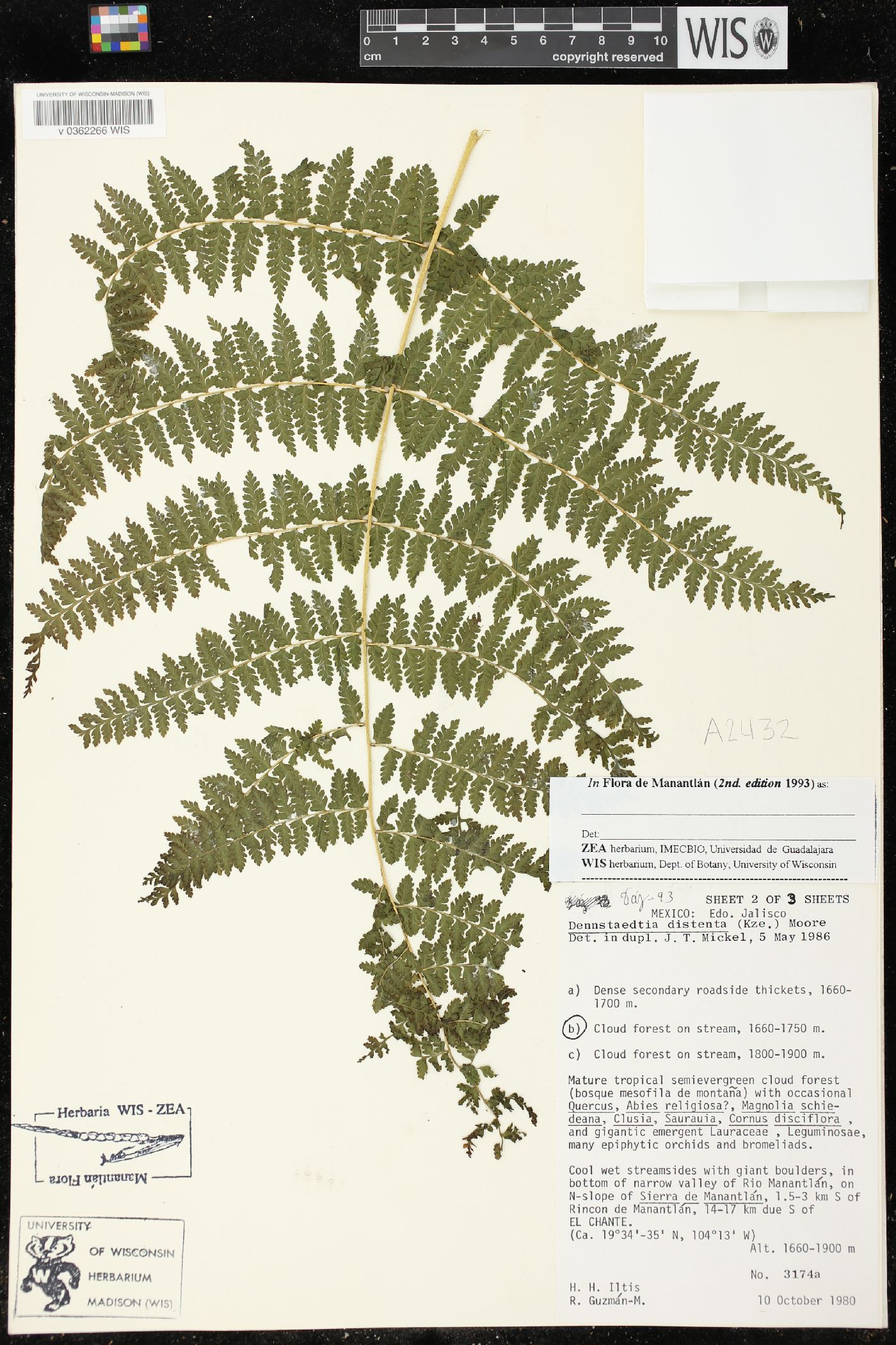 Dennstaedtia distenta image