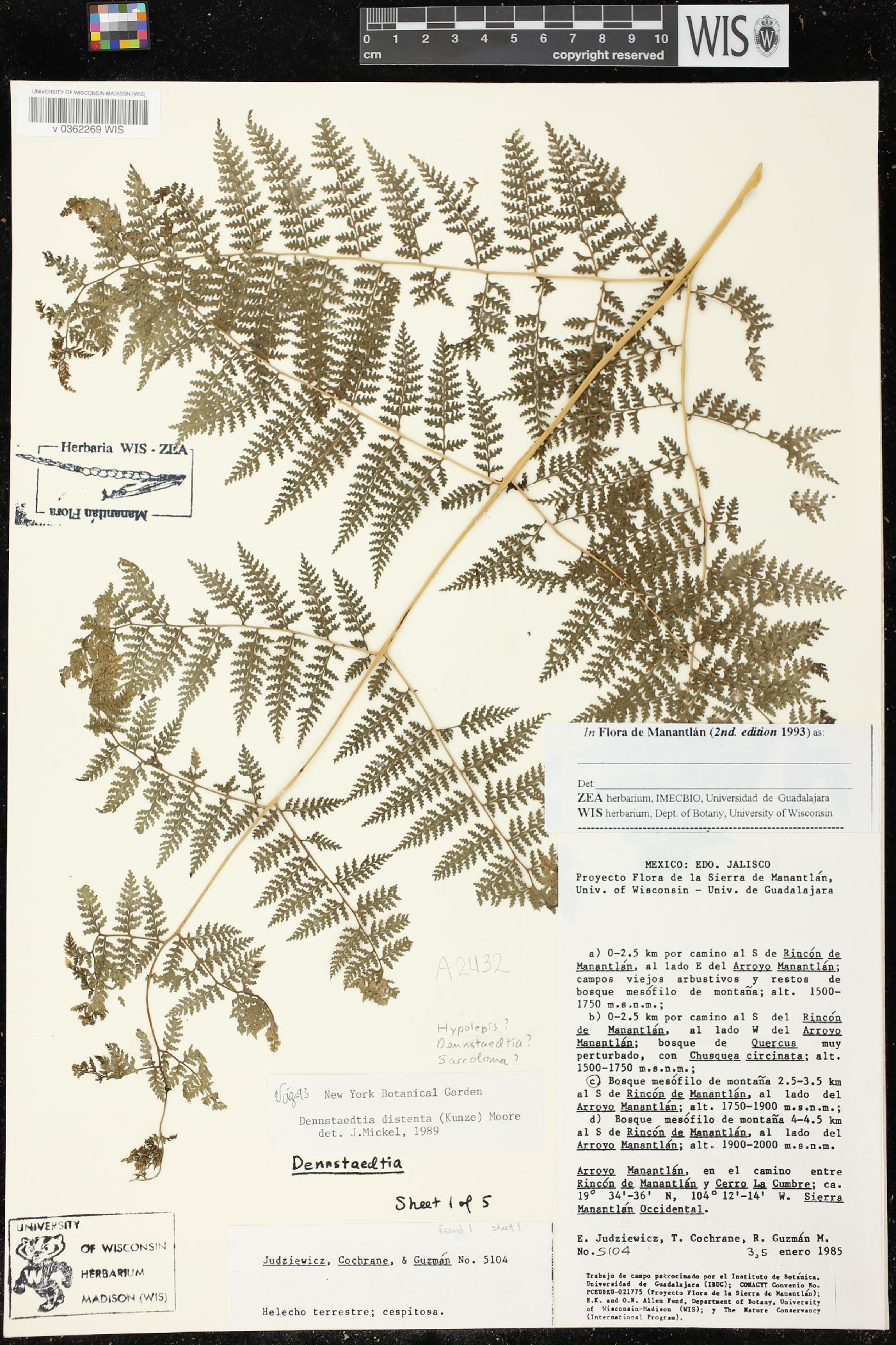 Dennstaedtia distenta image