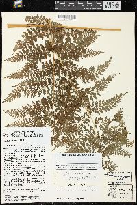 Dennstaedtia distenta image