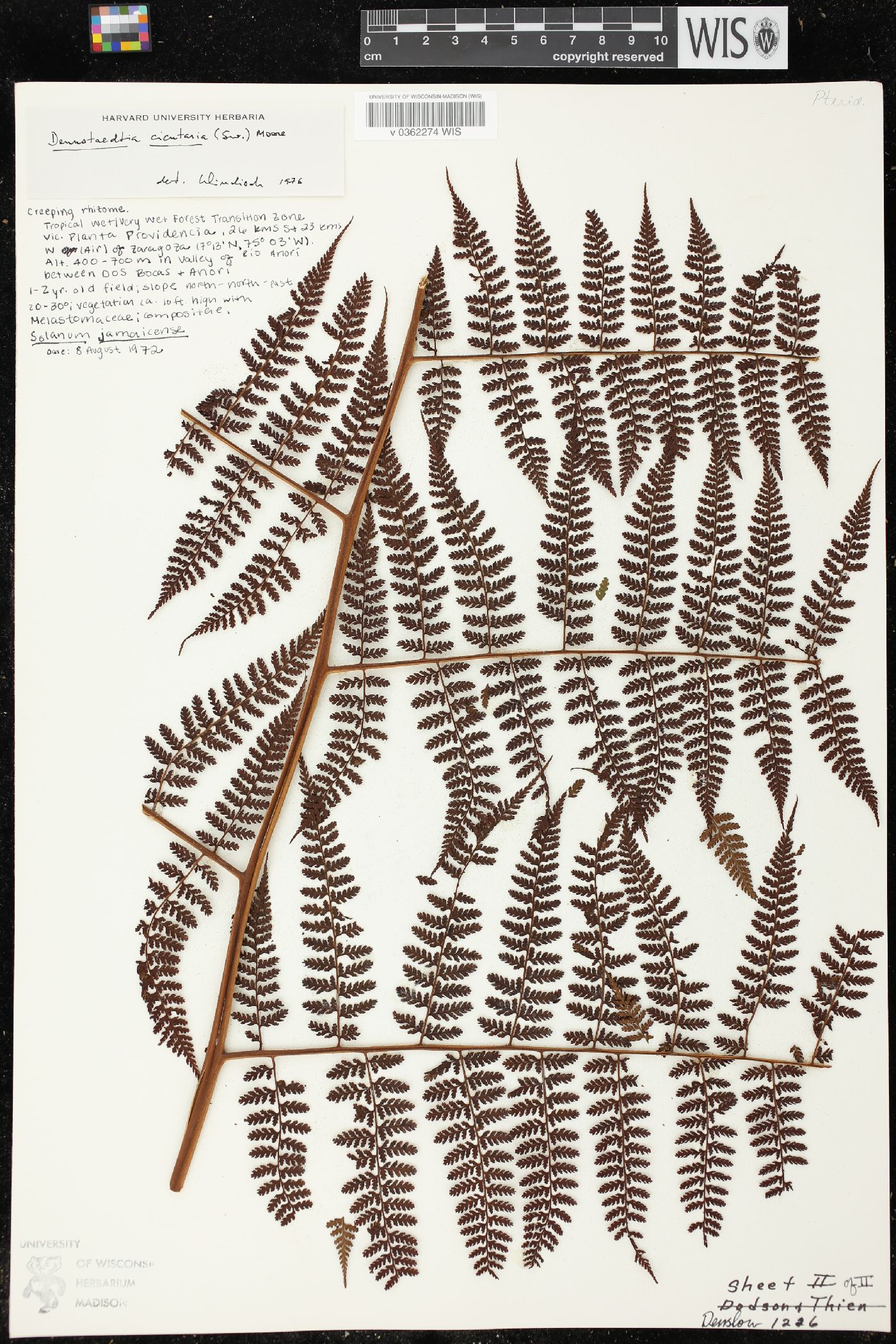 Dennstaedtia cicutaria image