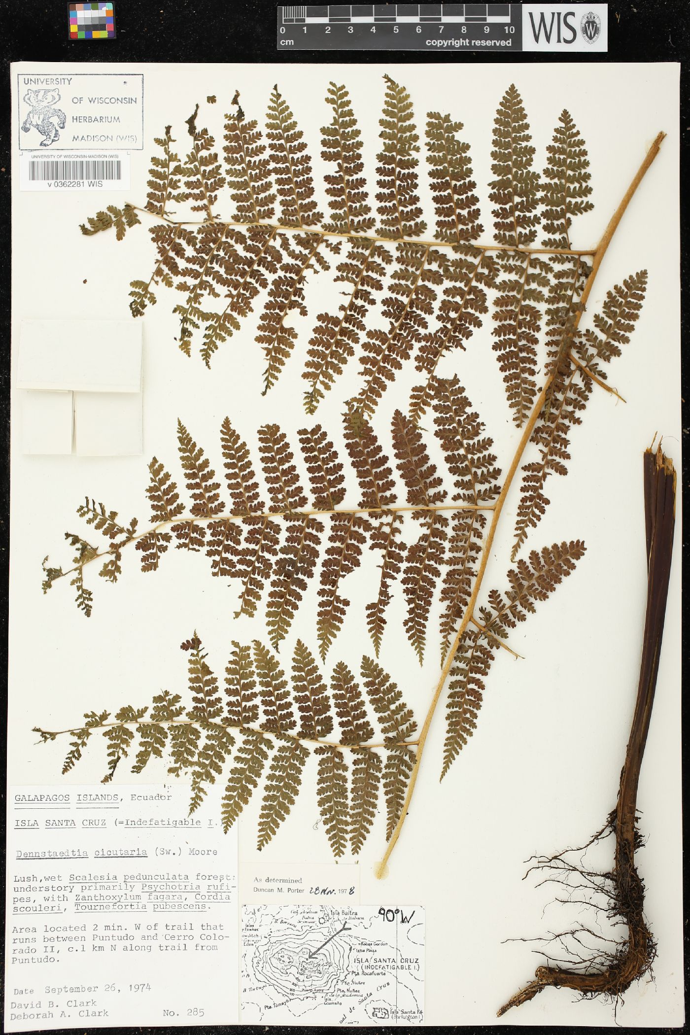 Dennstaedtia cicutaria image