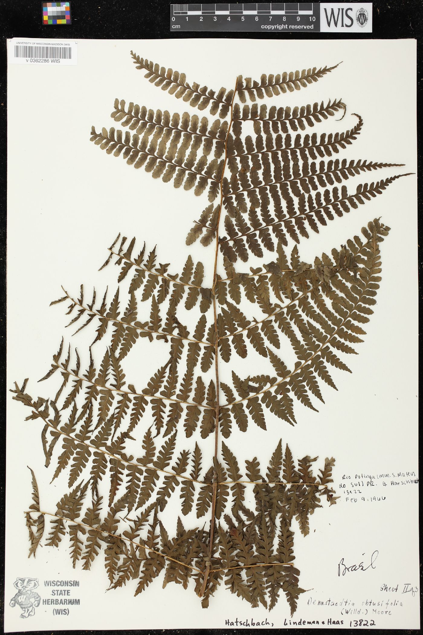 Dennstaedtia obtusifolia image