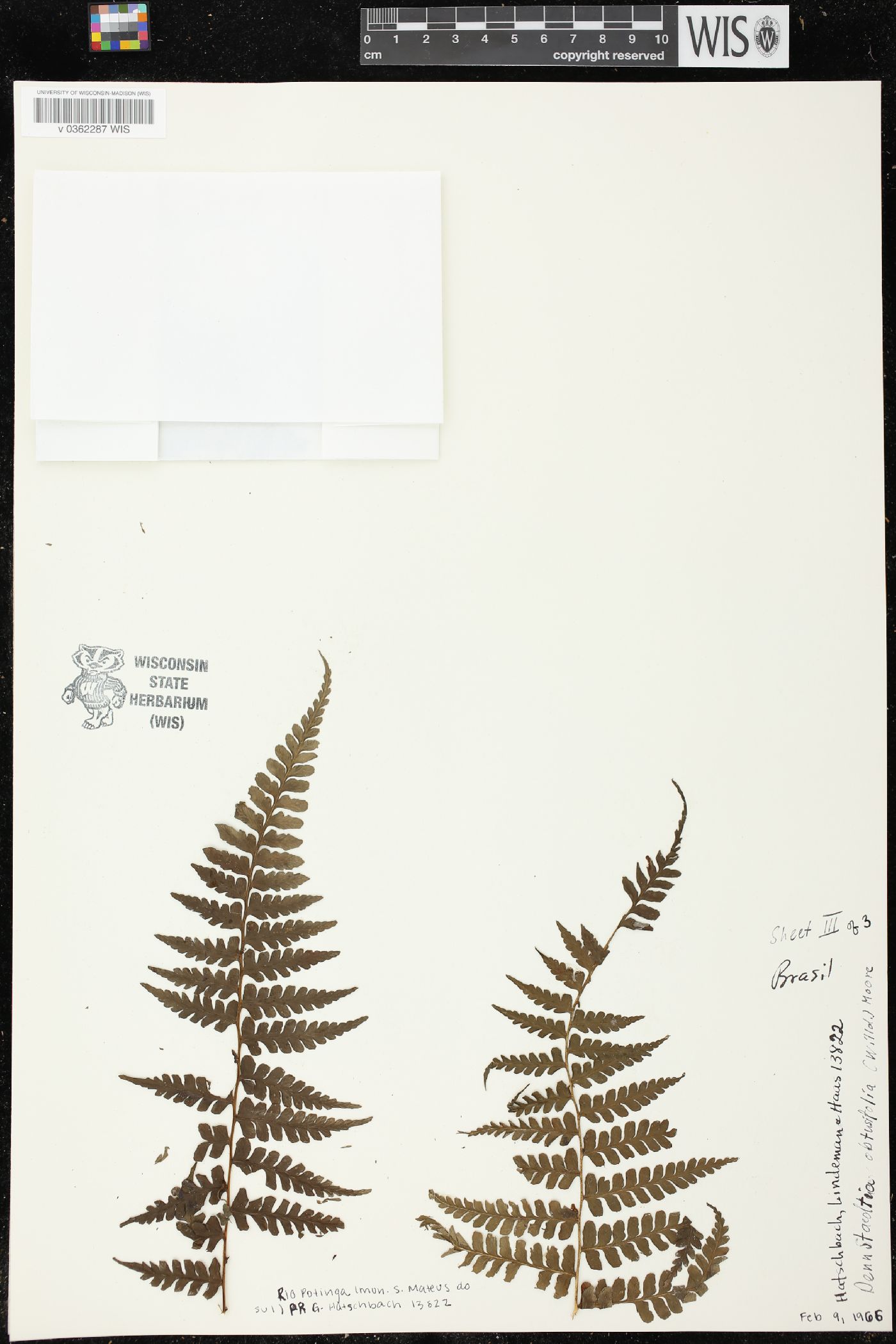 Dennstaedtia obtusifolia image