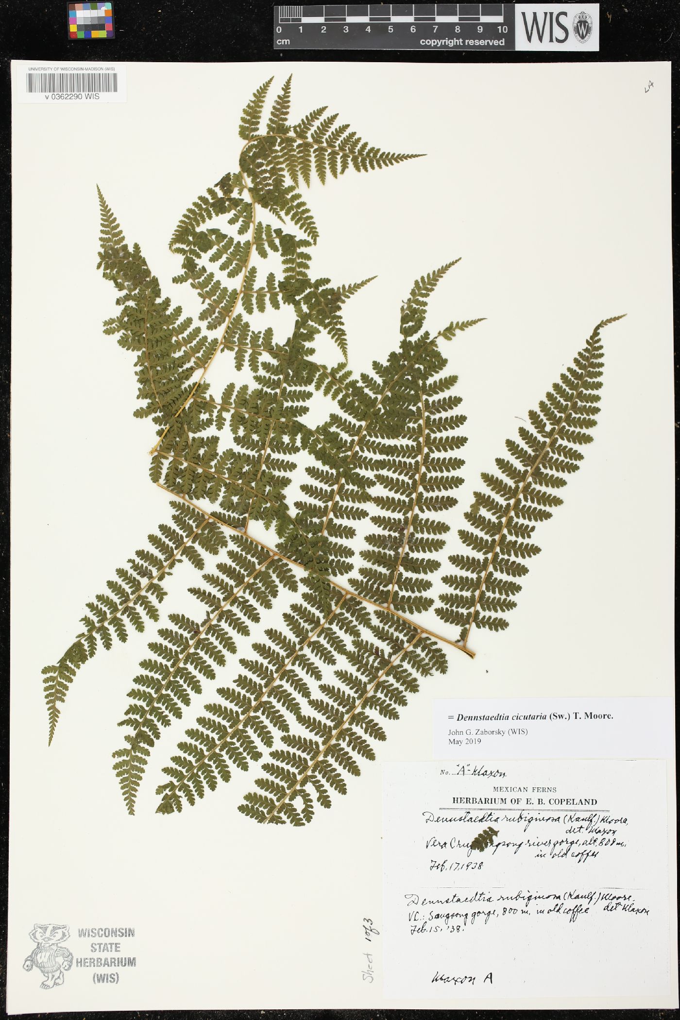 Dennstaedtia cicutaria image