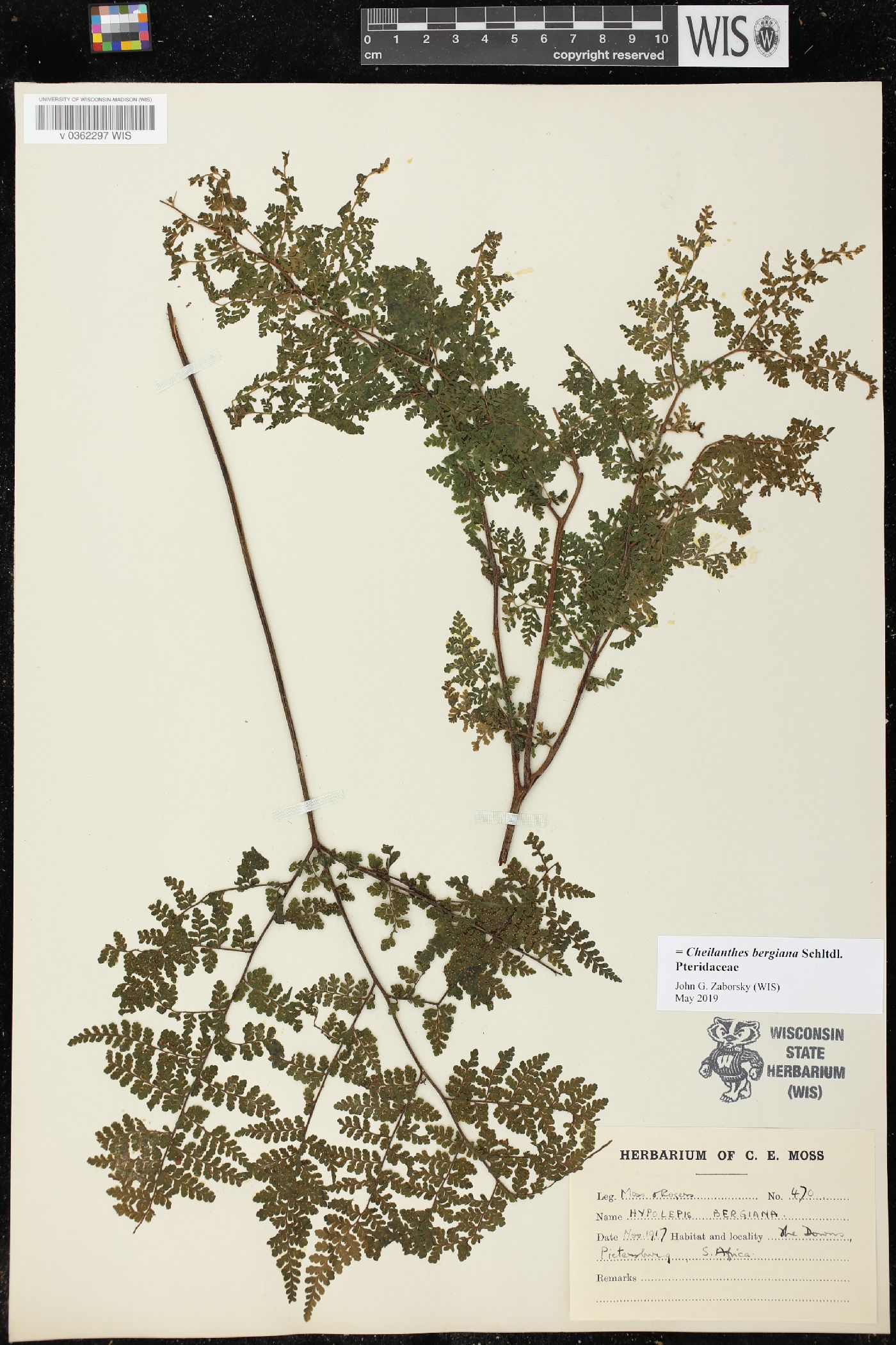 Cheilanthes bergiana image