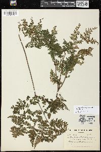 Cheilanthes bergiana image