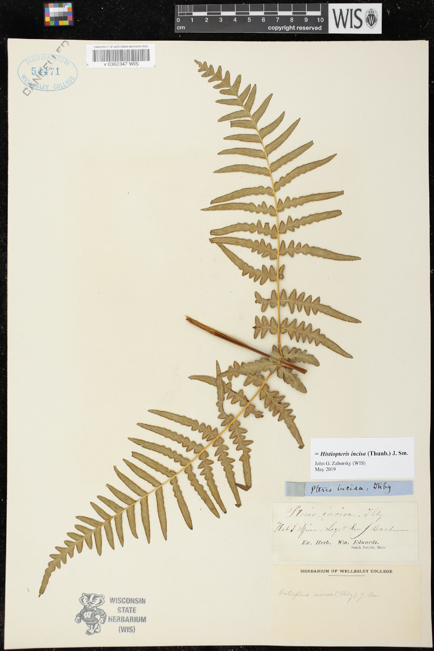 Histiopteris incisa image