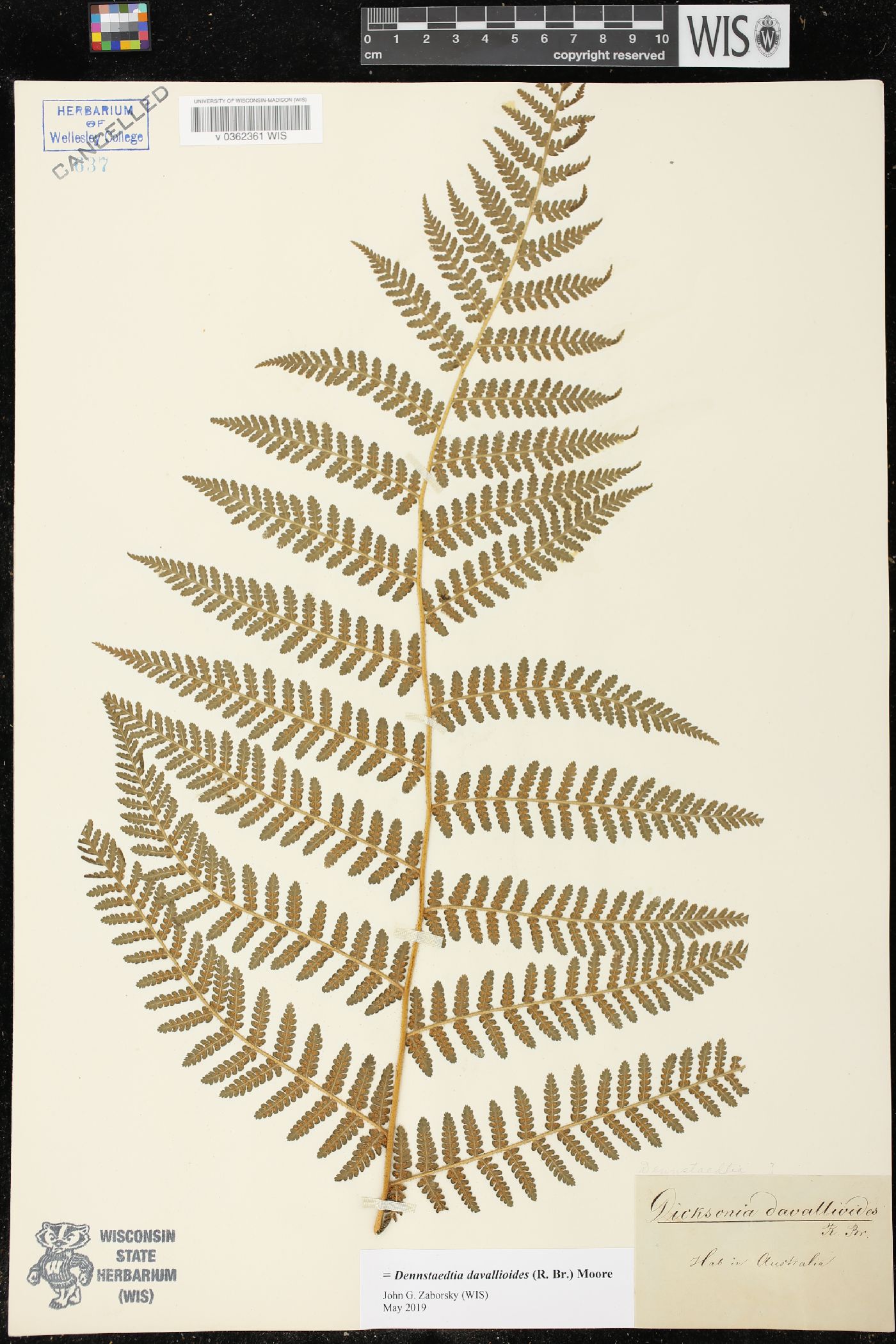 Dennstaedtia davallioides image