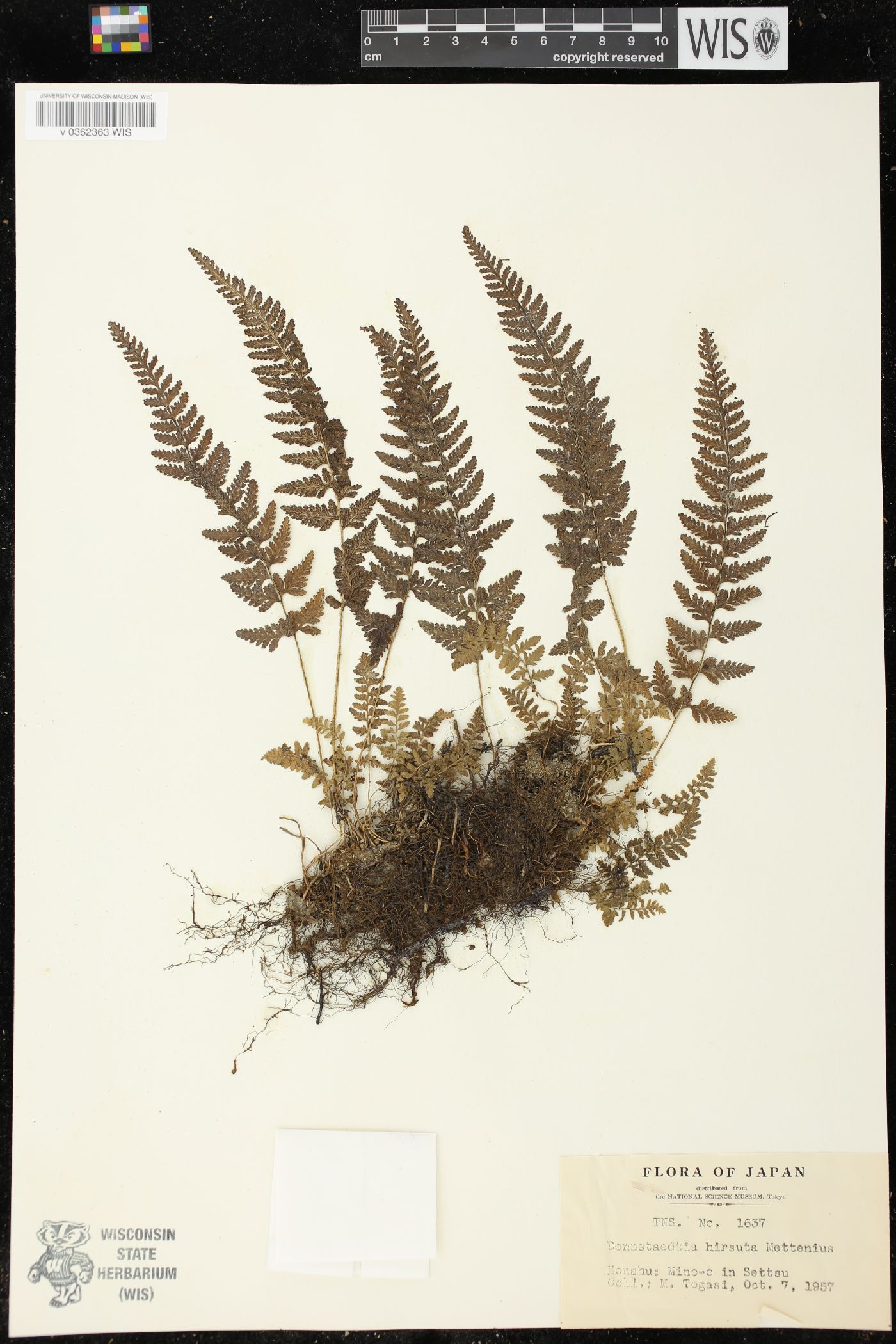 Dennstaedtia hirsuta image
