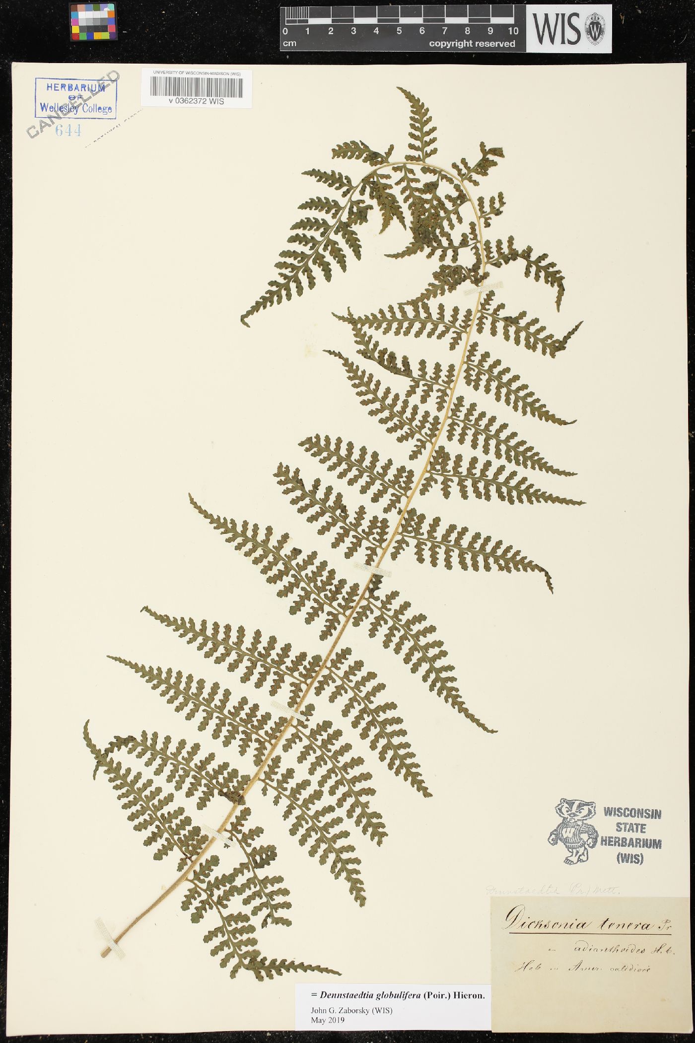Dennstaedtia globulifera image