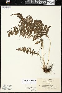 Monachosorum nipponicum image