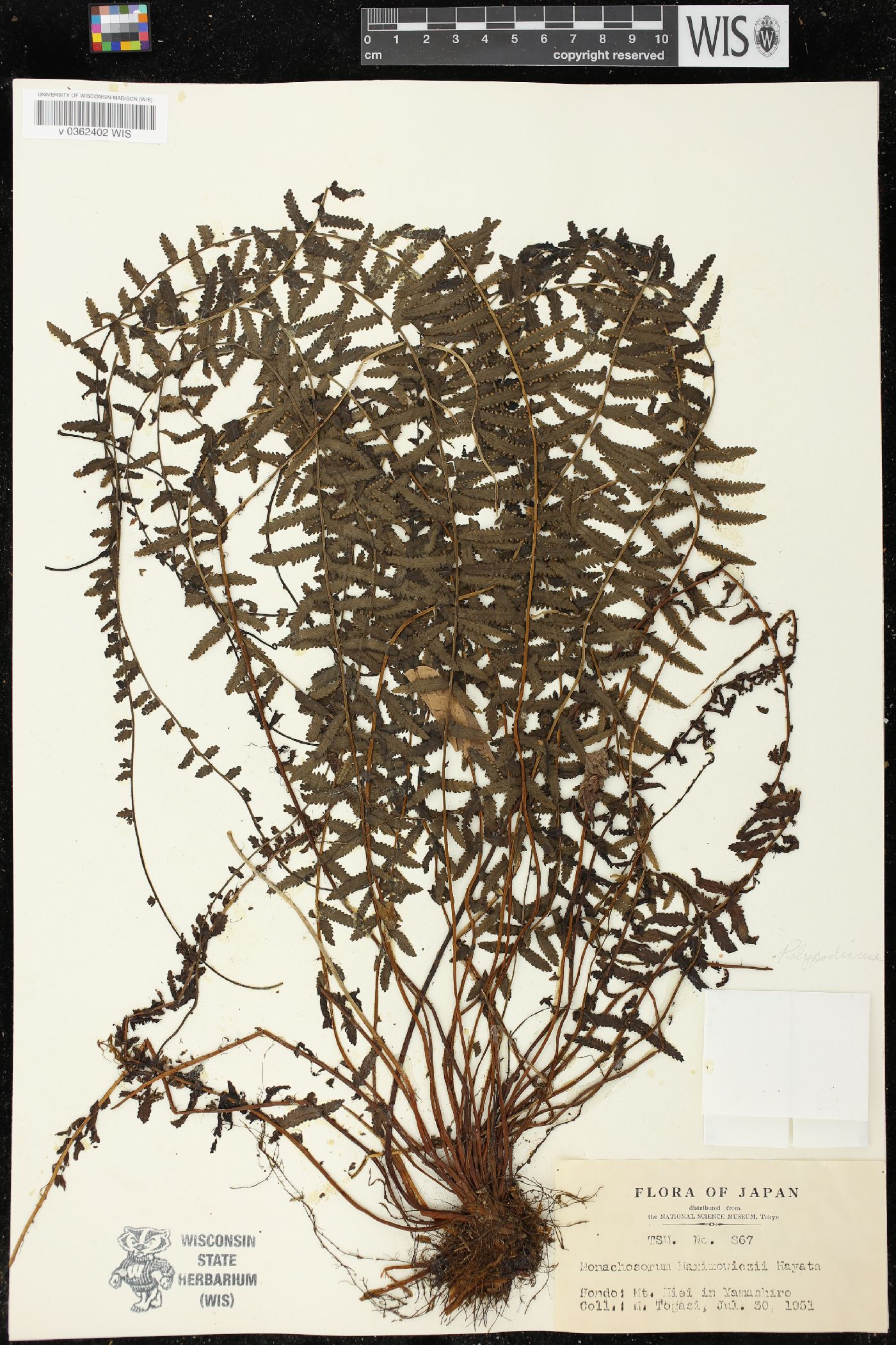 Monachosorum maximowiczii image