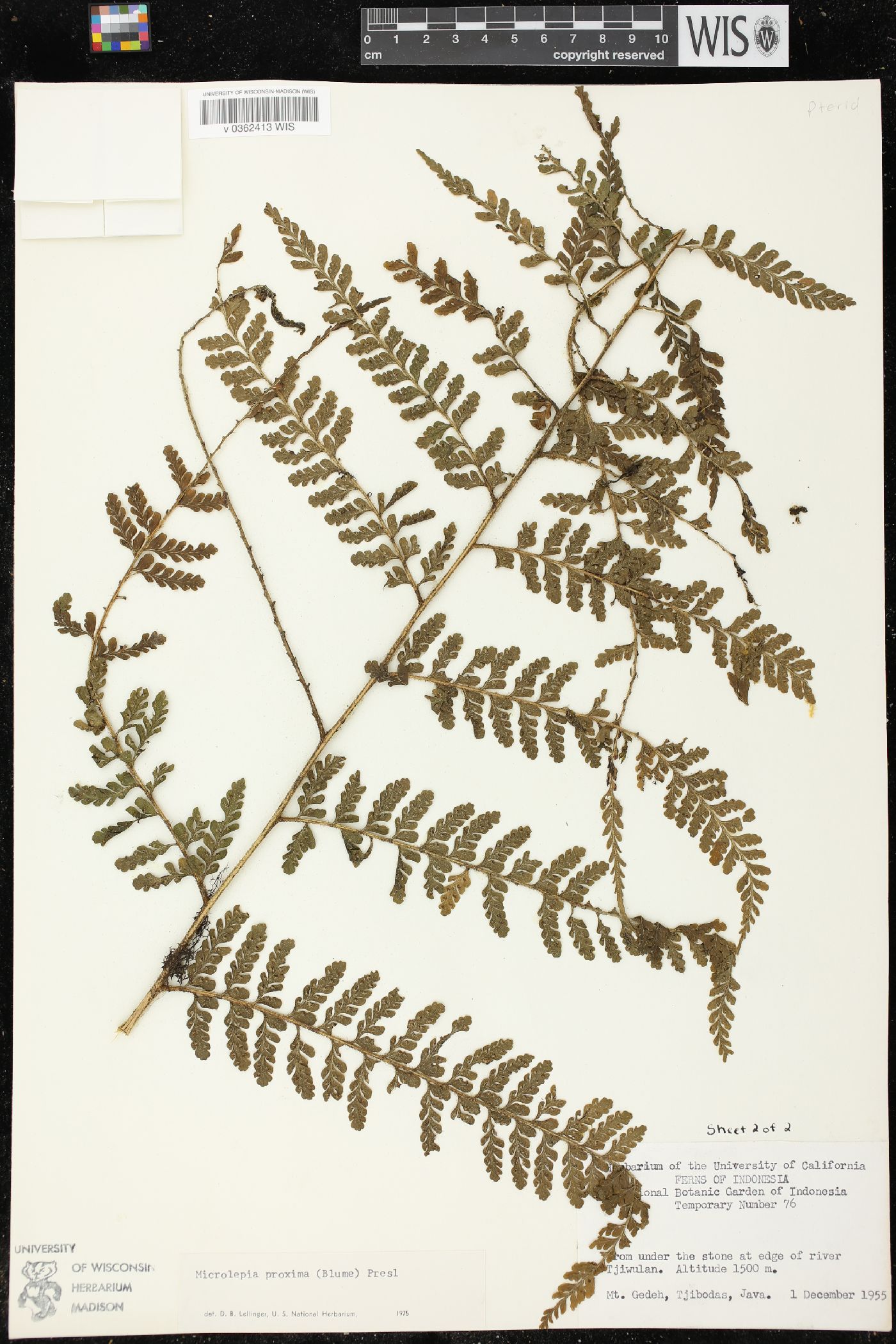 Microlepia proxima image
