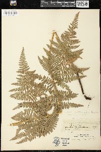 Pteridium aquilinum var. latiusculum image