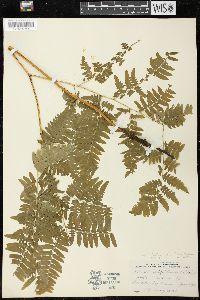 Pteridium aquilinum var. latiusculum image