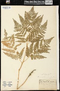 Pteridium aquilinum var. latiusculum image