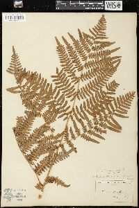 Pteridium aquilinum var. latiusculum image