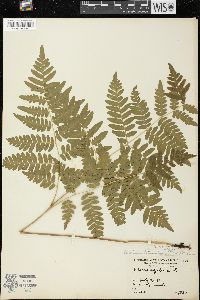 Pteridium aquilinum var. latiusculum image