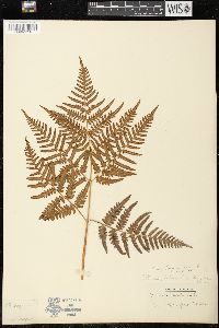 Pteridium aquilinum var. latiusculum image