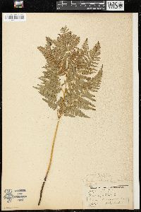 Pteridium aquilinum var. latiusculum image