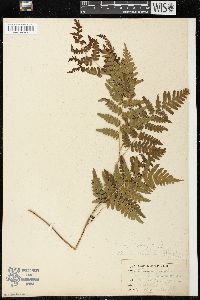 Pteridium aquilinum var. latiusculum image