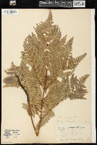 Pteridium aquilinum var. latiusculum image