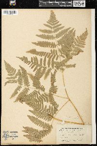 Pteridium aquilinum var. latiusculum image