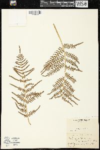 Pteridium aquilinum var. caudatum image