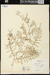 Pteridium caudatum image