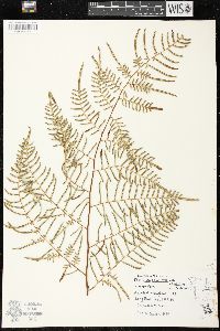 Pteridium aquilinum var. caudatum image