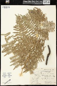 Pteridium aquilinum var. pubescens image