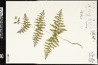 Pteridium aquilinum var. pubescens image