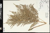 Pteridium aquilinum subsp. pseudocaudatum image