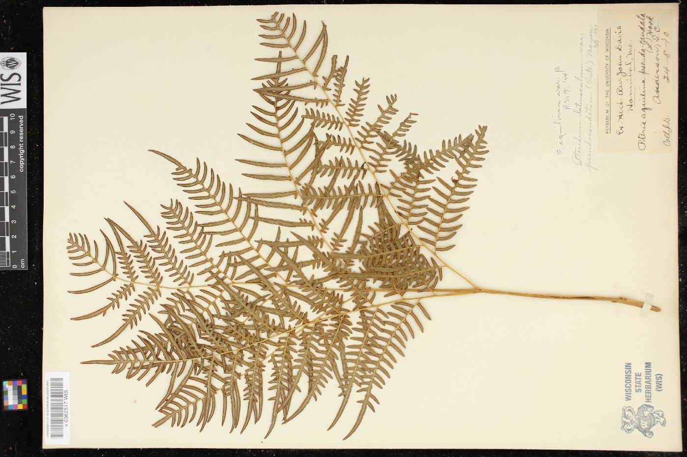 Pteridium aquilinum subsp. pseudocaudatum image