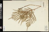 Pteridium aquilinum subsp. pseudocaudatum image