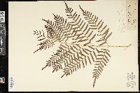 Pteridium aquilinum subsp. pseudocaudatum image