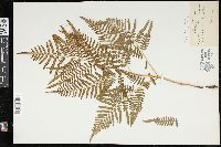 Pteridium aquilinum subsp. pseudocaudatum image