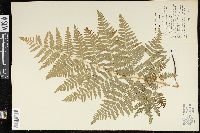Pteridium aquilinum var. latiusculum image