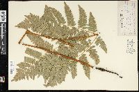 Pteridium aquilinum var. latiusculum image