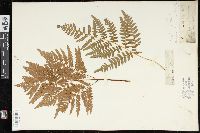 Pteridium aquilinum var. latiusculum image